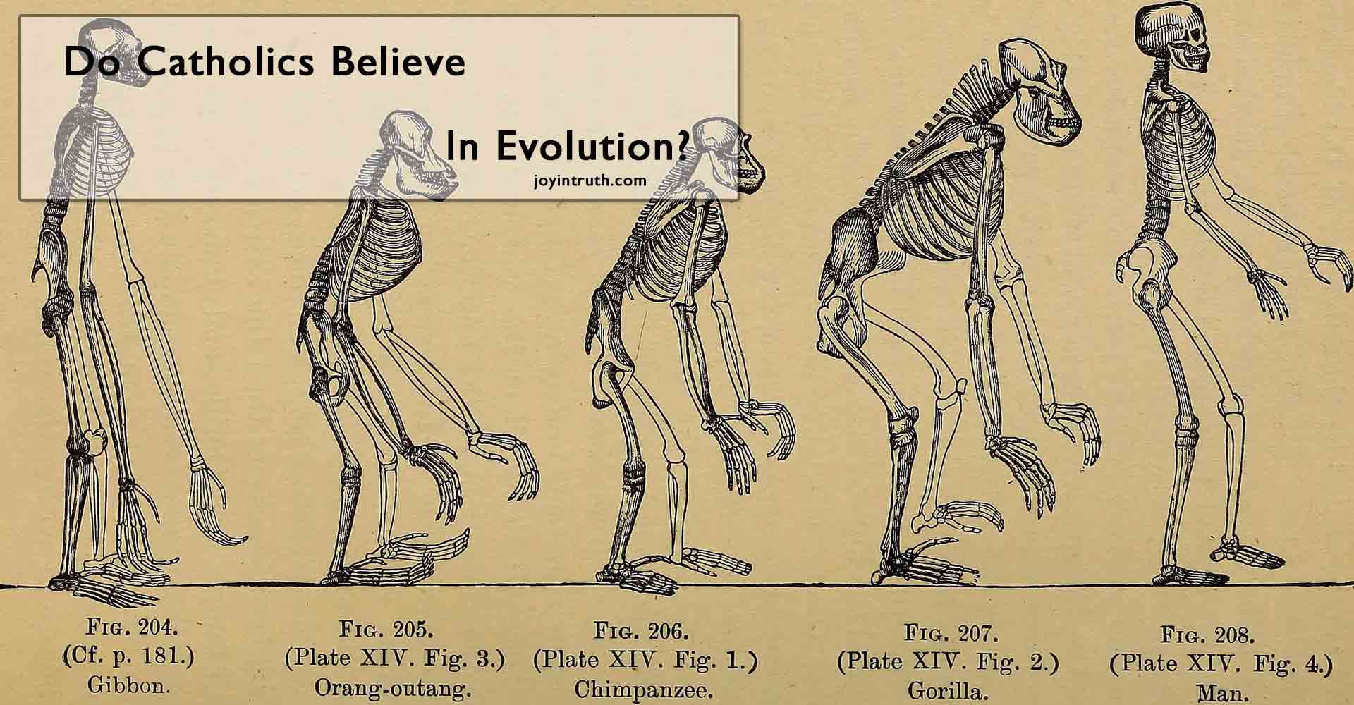catholics and evolution