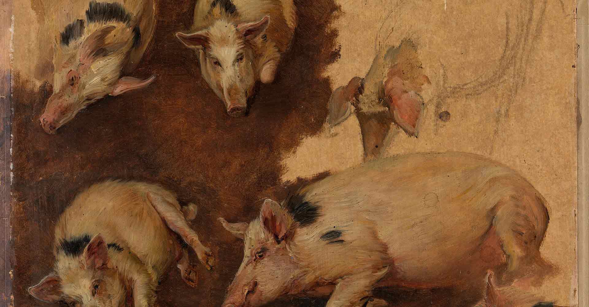 pigs, study of six pigs